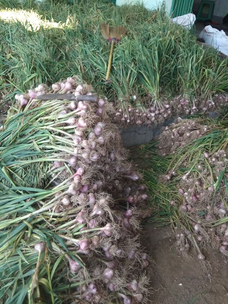 PENYIAPAN BENIH BAWANG PUTIH