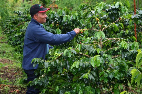 PEMANGKASAN PADA TANAMAN KOPI